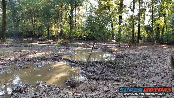 Muddy tire in a wooded area with puddles