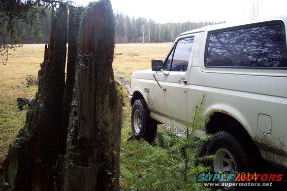 White Ford Bronco parked in a grassy field next to a large dead tree stump