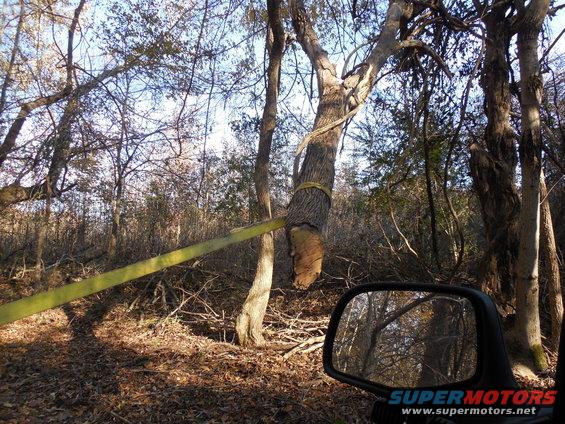 borderes15.jpg I cut the tree, but it didn't fall.  So I cut this big branch, and it didn't fall, either.  So I put the strap on & yanked, but it still wouldn't come down.  So I hooked to the ball on the truck, but I didn't have enough room to back up & rip it loose.