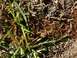 1979 Ford Bronco - Close-up of grass and dirt, with a website watermark visible at the bottom.