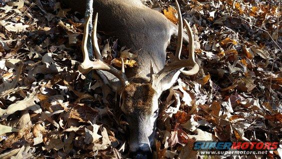 Deer with large antlers lying on a bed of fallen leaves