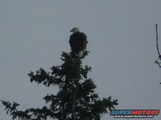 Bald eagle perched atop a pine tree against a cloudy sky. Supermotors.net logo in lower right