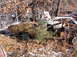 1974 Dodge Challenger - This vehicle is in a state of disrepair, surrounded by trees and debris in an outdoor junkyard setting.