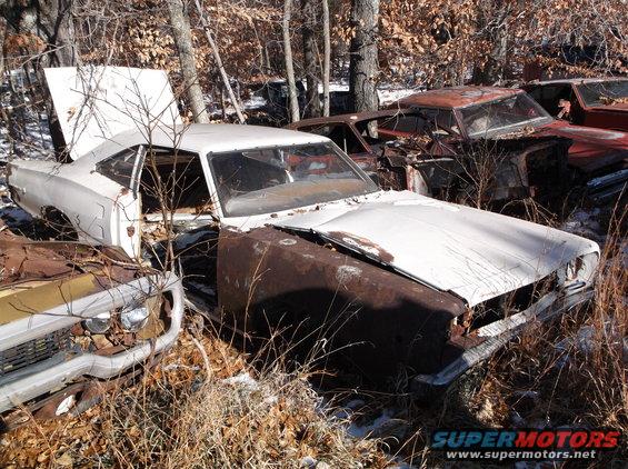 Several old cars in a junkyard, one white car with hood and door open, others rusty red and yellow