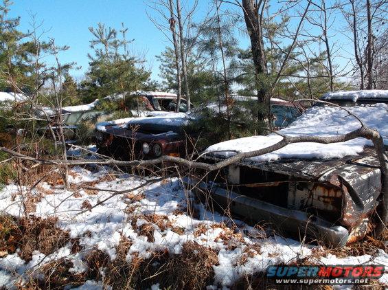 Several old cars sit in a snowy junkyard with trees all around