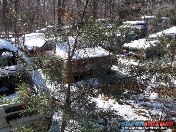 Several old, rusted cars covered in snow in a wooded area, with a pine tree in the foreground.