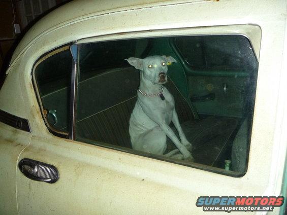 White dog with a pearl necklace sits in the back seat of an old car