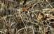 1978 Ford Bronco - This image displays a camouflage pattern, not a vehicle.