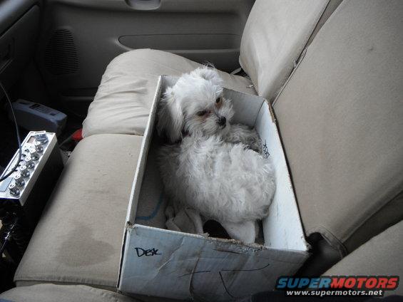 noodle-in-box-bed-in-truck.jpg that WAS my box for receipts and travel papers. Claimed by my travel partner....
If I hook up a trailer, she knows a road trip is in her future.