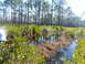 1995 Ford Bronco - A truck is partially visible on the left side of a swampy, wooded landscape.