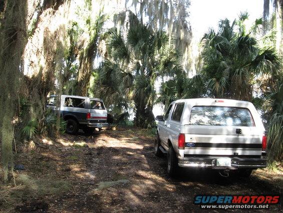Two Ford Broncos parked on a dirt path surrounded by trees and Spanish moss