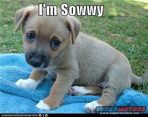 155600070.su74gpyi.puppyimsowwylol.jpg