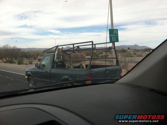 Donkey in a pickup truck bed with a metal rack