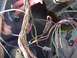1979 Ford Bronco - Close-up view of a complex engine wiring harness with numerous wires and connectors.