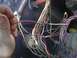 1979 Ford Bronco - A close-up view of a complex vehicle wiring harness with many colorful wires and connectors.