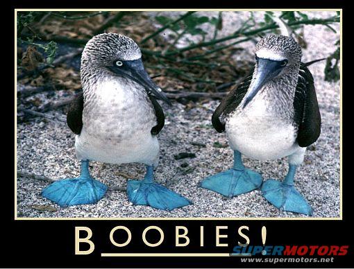 boobies1.jpg Boobies