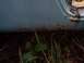 1991 Ford Bronco - Rust is forming on the lower body panel of a vehicle, with grass growing around it.