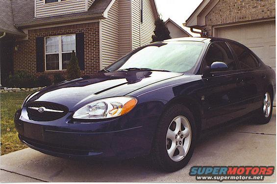 bull_front.jpg bull front