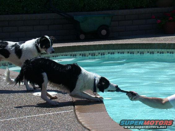 Two dogs playing tug-of-war with a toy by a swimming pool, with a lawn spreader in the background