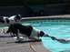 1996 Ford Bronco - Dogs enjoy a game of tug-of-war by the pool on a sunny day.