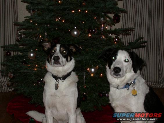 Two dogs sit in front of a Christmas tree