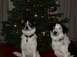 1996 Ford Bronco - Two dogs pose in front of a decorated Christmas tree.