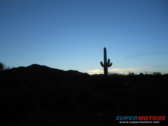 Desert landscape at dusk with saguaro cactus silhouette against a blue sky