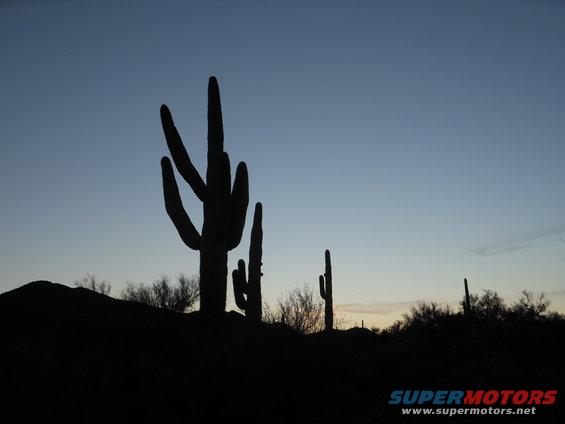 Saguaros silhouetted against a twilight sky with desert brush
