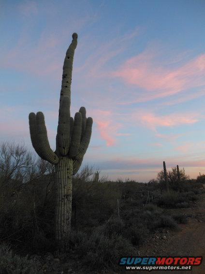 Saguaro cactus silhouetted against a pink and blue sunset sky in a desert landscape
