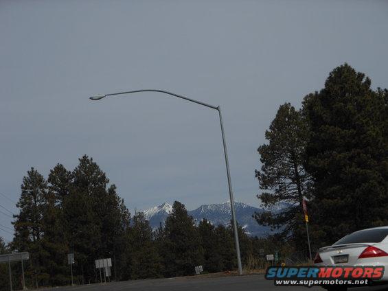 White sedan rear view, partially obscured by trees and a street lamp