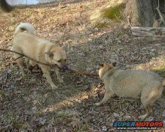 Two dogs tugging on a stick in a wooded area. One dog is tan, the other is brown