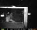 1971 Ford Ranchero - A bear rummages through a trash can at night, with two vehicles visible in the background.