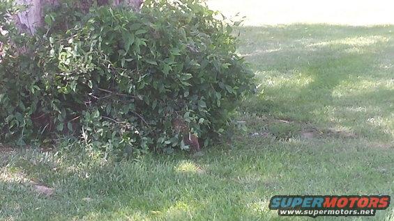 Partially obscured vehicle in grassy area with bushes