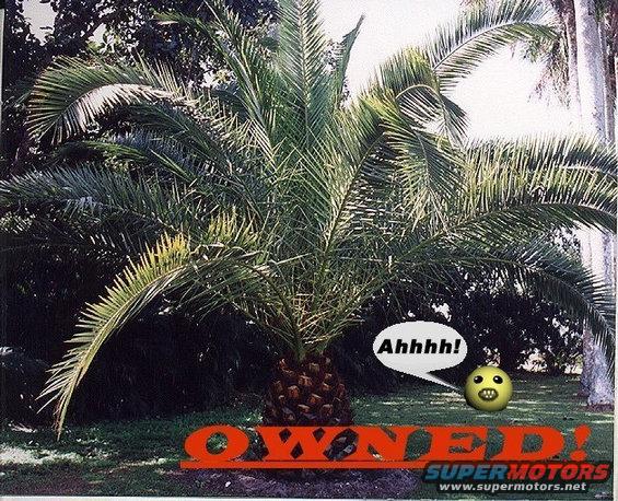 Palm tree with a cartoon face saying Ahhhh! and the word OWNED! superimposed