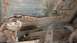 The heat shield above the muffler was only hanging on by the rust.  I barely pulled on it and it bro...