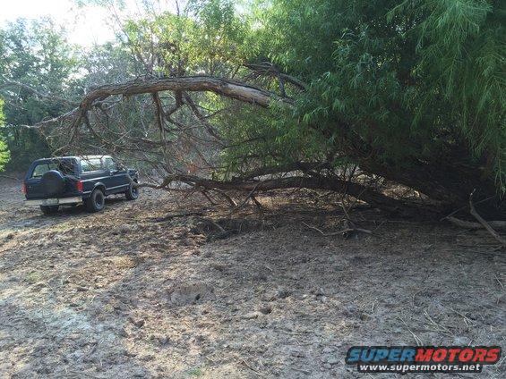 Dark blue 1993 Ford Bronco parked on a muddy trail under a fallen tree branch