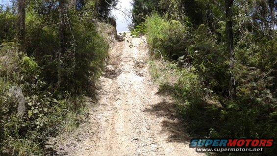 Dirt road climbing a hill through dense woods, with tire tracks visible