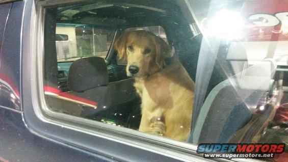 Golden retriever sitting in the driver's seat of a dark-colored vehicle