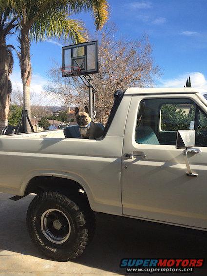 Dog sitting in the back of a white pickup truck with a basketball hoop behind it