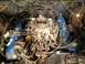 1979 Ford Bronco - Close-up view of an engine bay, showing the carburetor and associated wiring.