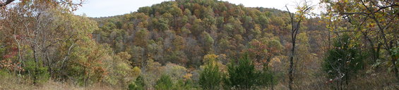 Panoramic view of a forest with autumn foliage on a hillside