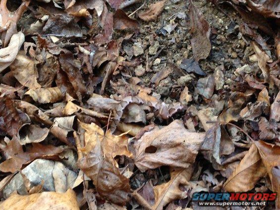 Snake camouflaged in autumn leaves