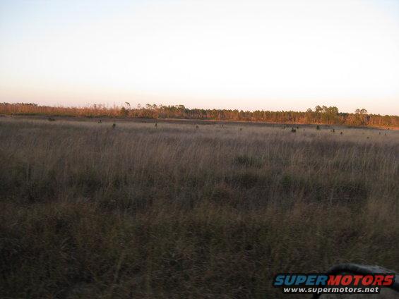 Dry grass field with distant trees under a pale sky