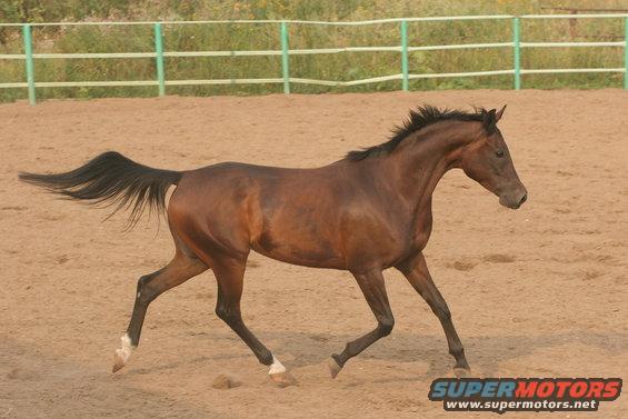 Brown horse running in a sandy enclosure