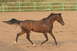 1987 Ford Bronco - A brown horse trots across a sandy arena with a fence in the background.