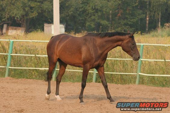 Brown horse walking in a sandy enclosure with a fence and trees in the background. Watermark reads SUPERMOTORS