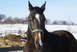 1987 Ford Bronco - A horse stands in a snowy field, looking directly at the camera.