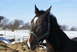 1987 Ford Bronco - A horse stands in a snowy field, wearing a halter. The background shows a fence and trees under a clear blue sky.