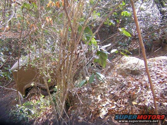Brown SUV partially obscured by trees and brush