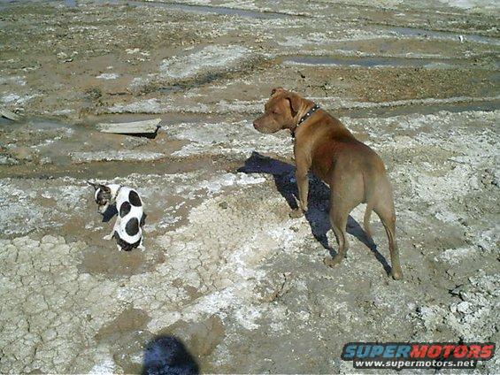 muddy-dogs.jpg this was taken out at the dry lake bed just north of barstow (coyote lake). just a dry playing in the mud